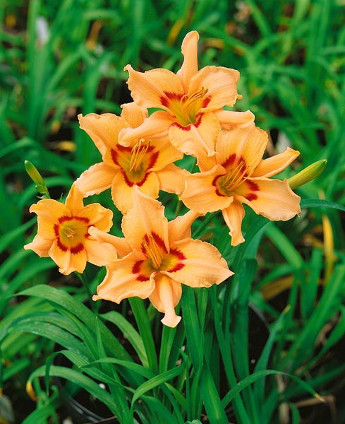 Hemerocallis x cult. 'Lynn Hall', Taglilie, rosa, ca. 11x11 cm Topf