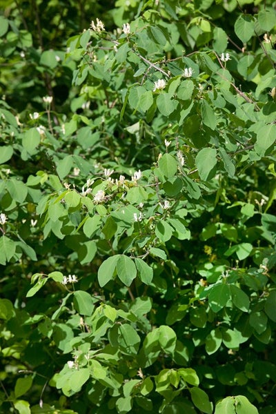 Lonicera xylosteum, Heckenkirsche, 60–100 cm, robust