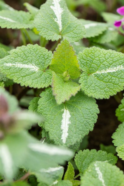 Lamium maculatum 'Chequers', Gefleckte Taubnessel, rosa, ca. 9x9 cm Topf