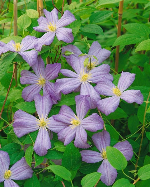 Clematis viticella 'Prince Charles', Waldrebe, hellblau, 100–150 cm