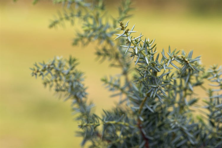 Juniperus communis 'Meyer', Wacholder, immergrün, 60–80 cm