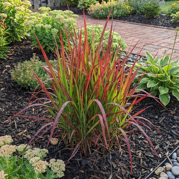 Japanisches Blutgras Imperata cylindrica Red Baron im Gartenbeet mit Rindenmulch und Stauden wie Fetthenne.