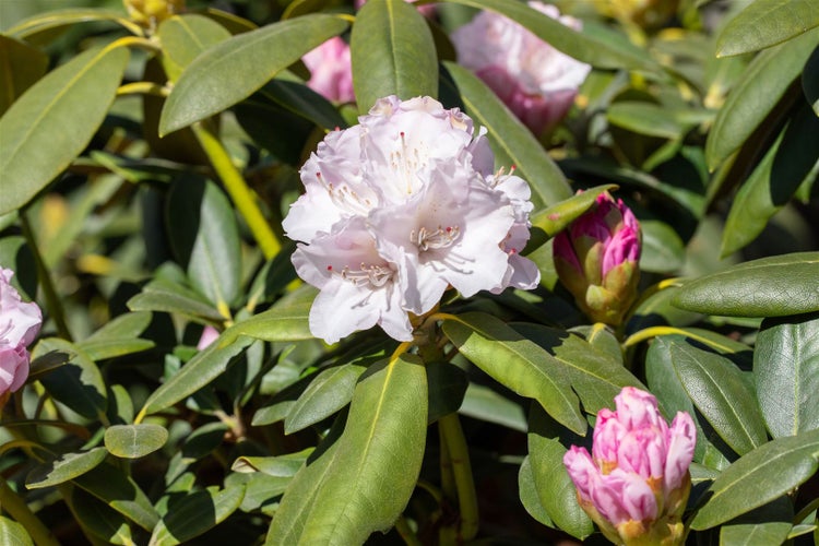 Rhododendron yakushimanum 'Schneekrone', weiß, 20–25 cm