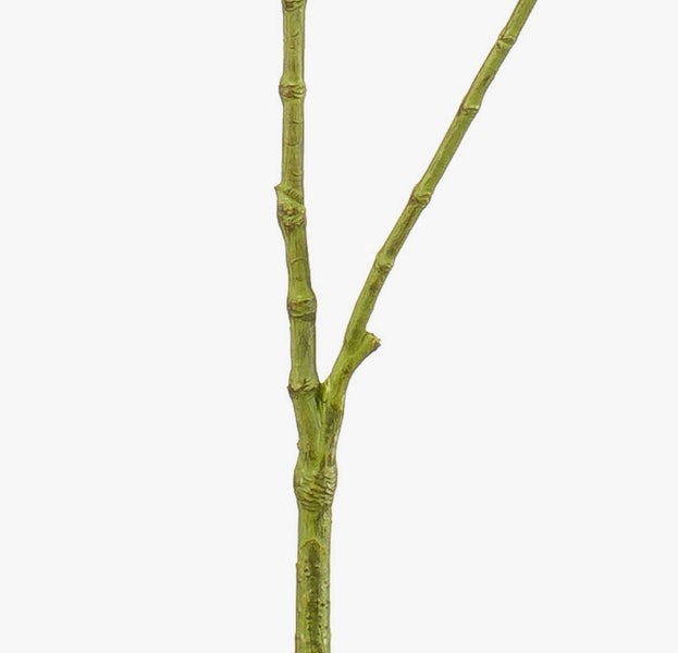 Grüner verzweigter Pflanzenstängel.