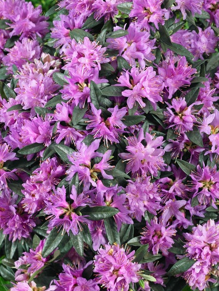 Rhododendron russatum 'Azurwolke', blauviolett, 15–20 cm