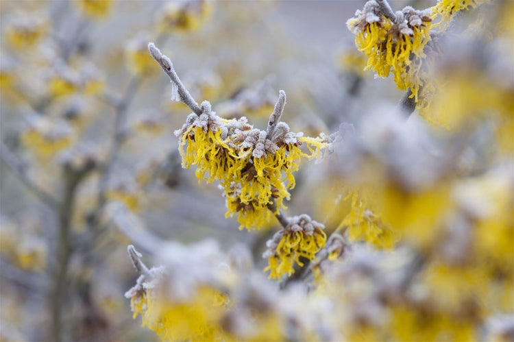 Winterling mit gelben Blüten und Frost