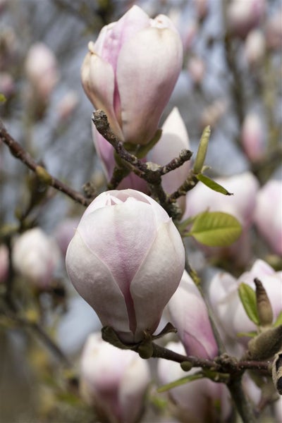 Magnolia soulangiana, Tulpen-Magnolie, rosa-weiß, 40–60 cm