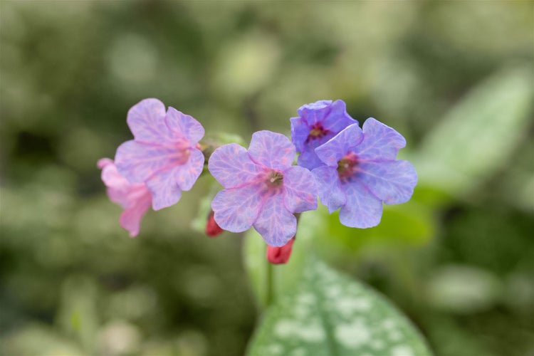 Pulmonaria saccharata 'Mrs Moon', Lungenkraut, rosa-blau, ca. 9x9 cm Topf