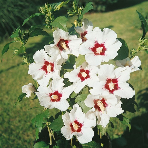 Hibiskusstrauch mit weißen Blüten und rotem Zentrum