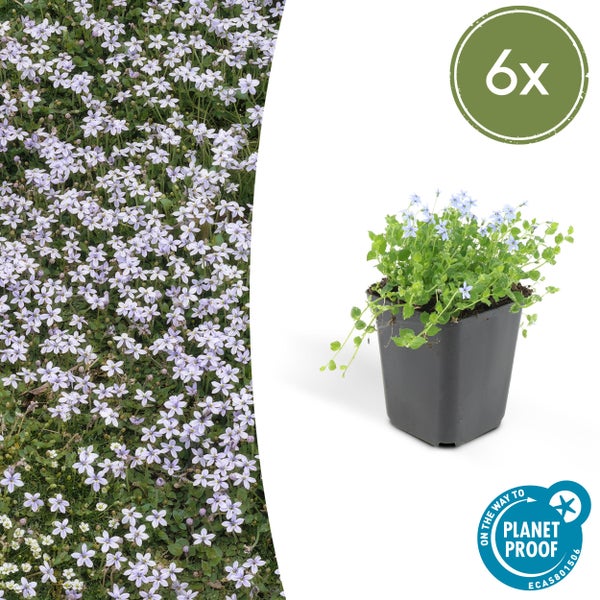 Bodendecker - Blauer Bubikopf - Isotoma fluviatilis - 9cm Topf - Set mit 6 Pflanzen