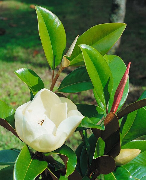 Großblütige Magnolie mit glänzenden Blättern und offener Blüte