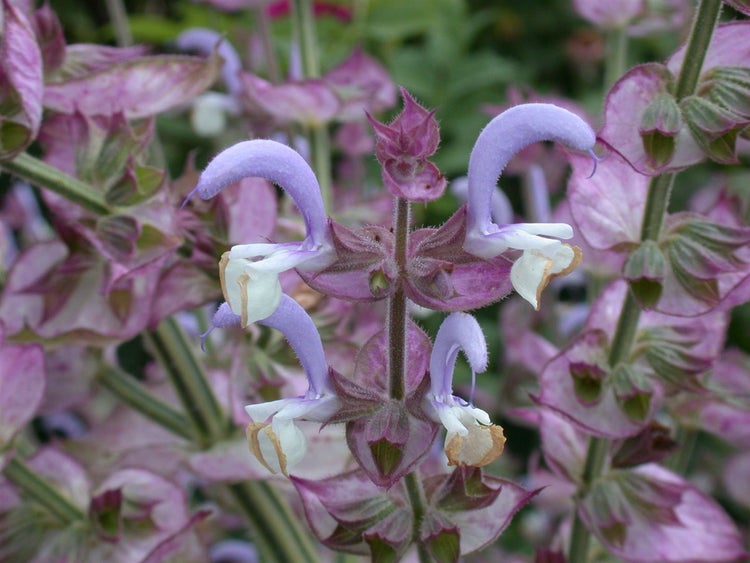 Salvia sclarea, Muskatellersalbei, aromatisch, ca. 11x11 cm Topf