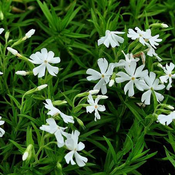 Bild von blühendem Teppich-Phlox