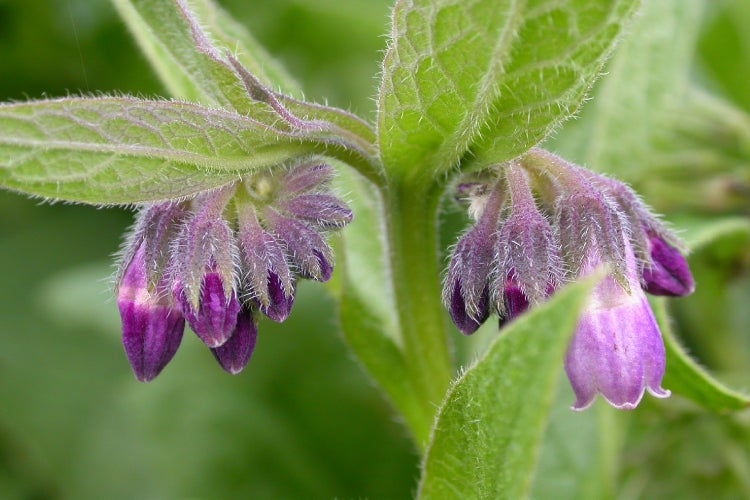 SAFLAX  - Beinwell - Symphytum officinale - 15 Samen