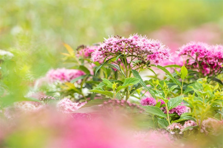 Nahaufnahme von blühenden Spierensträuchern mit rosa Blüten