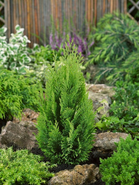 Chamaecyparis lawsoniana 'Ellwood's Empire', 15–20 cm, immergrün