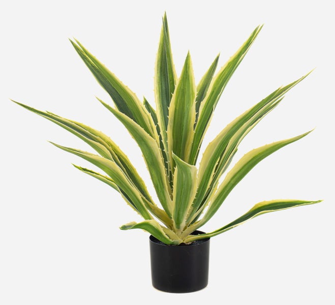 Agave mit spitz zulaufenden, gezackten Blättern und gelblichem Rand.