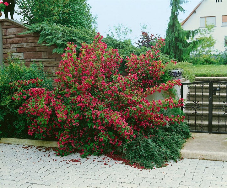 Weigela 'Newport Red', Weigelie, leuchtend rot, 40–60 cm