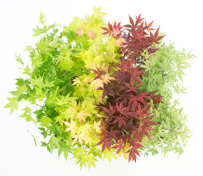 4x Acer Mix - Orange Dream - Going Green - Schmetterling - Atropurpureum – ⌀10,5 cm - ↕25-30 cm
