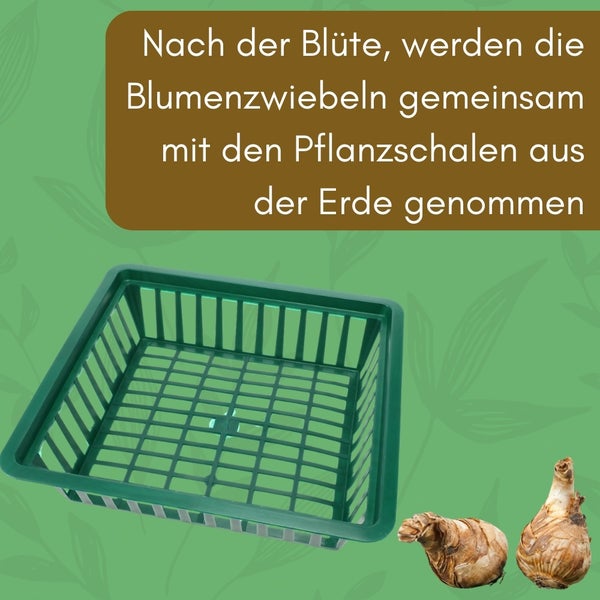 Blumenzwiebelkorb mit Blumenzwiebeln