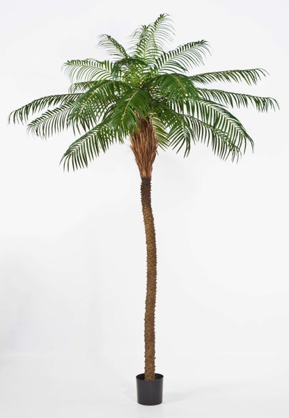 Nahaufnahme von Ficus Benjamina Blättern mit weißem Rand.