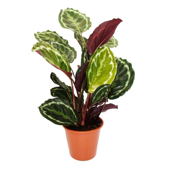 XXL-Schattenpflanze mit ausgefallenem Blattmuster Calathea roseapicta Medaillon 19cm Topf ca. 70-80cm hoch