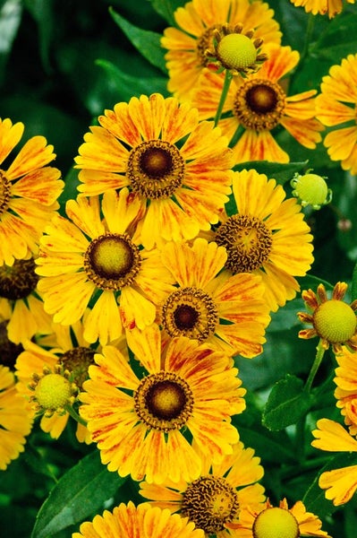 Helenium x cult.'Zimbelstern', Sonnenbraut, gelb-rot, ca. 11x11 cm Topf