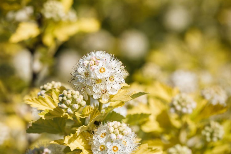 Physocarpus opulifolius 'Dart's Gold', gelblaubig, 40–60 cm