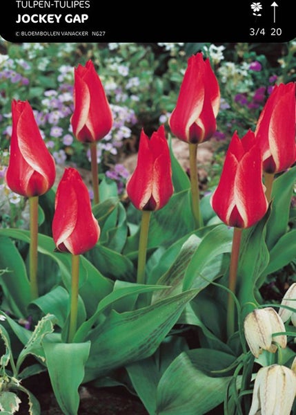 Tulpen der Sorte Jockey Gap im Gartenbeet