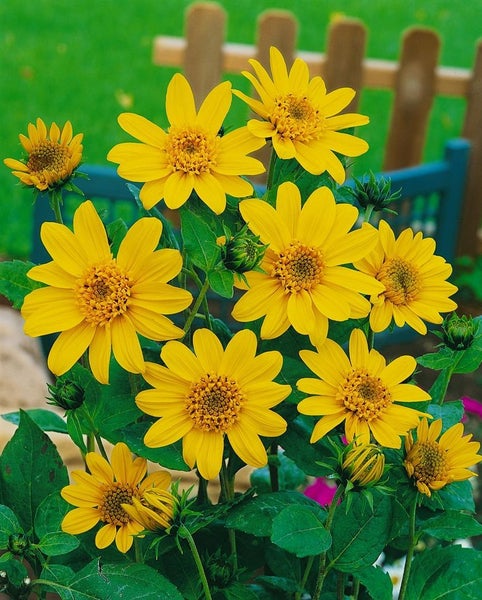 Blühende Sonnenblumenstaude im Garten