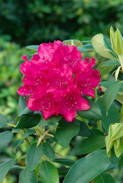 Rhododendron Hybr. 'Renata', Rhododendron, rot, 30–40 cm