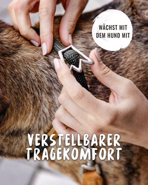 Nahaufnahme eines verstellbaren Hundehalsbandes am Hals eines Hundes