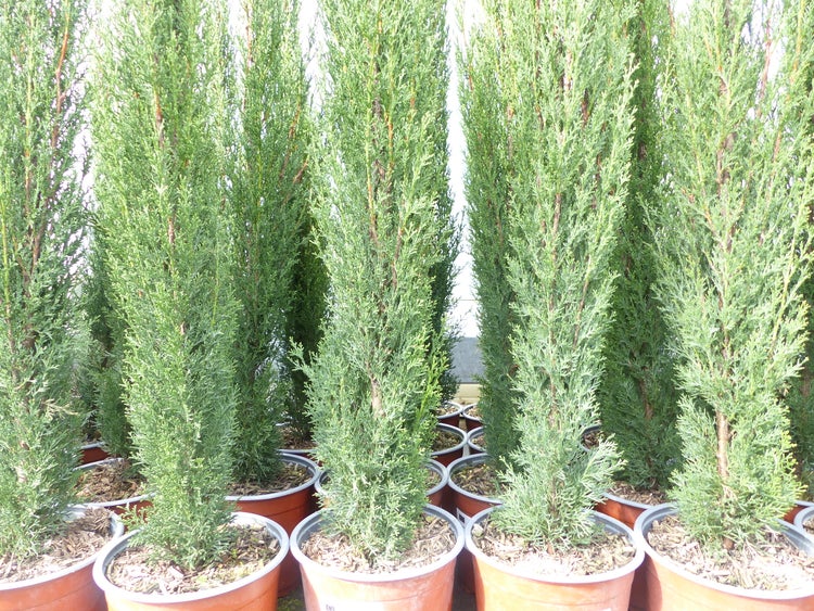 3 x Mittelmeerzypresse Cupressus Sempervirens Totem 100 - 120 cm Toskana Zypresse