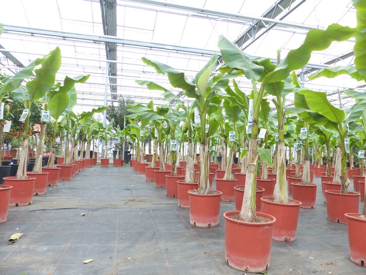 Große grüne Bananenpflanzen in terrakottafarbenen Töpfen in einem hellen, organisierten Gewächshaus mit Metallrahmen und Glasdach.