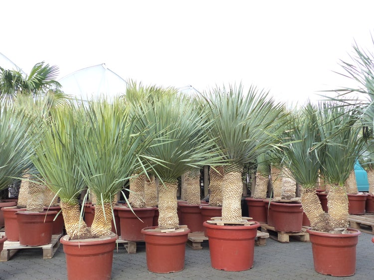 Yucca Rostrata  Palme 160 - 170 cm, Stamm 60 - 70 cm winterhart
