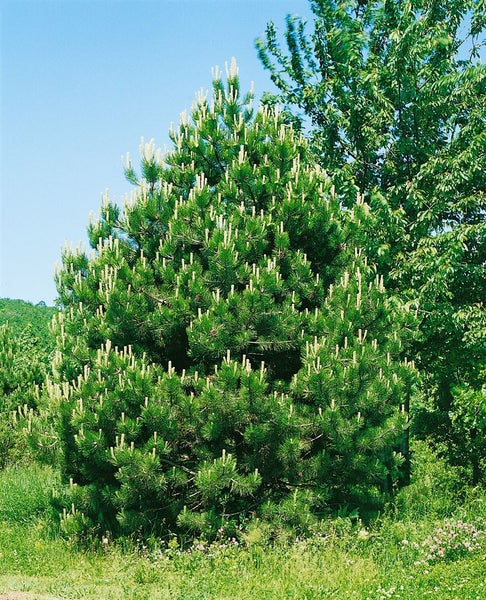 Pinus nigra 'Compacta', Schwarzkiefer, kompakt, 25–30 cm