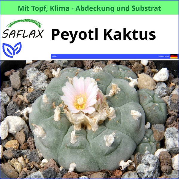 Saflax Peyotl Kaktus im Topf mit Klimaabdeckung und Substrat
