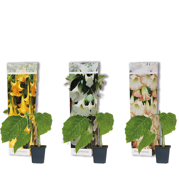 3x Brugmansia Mix – Engelstrompete – Kübelpflanze – Immergrün – ⌀9 cm - ↕25-30 cm