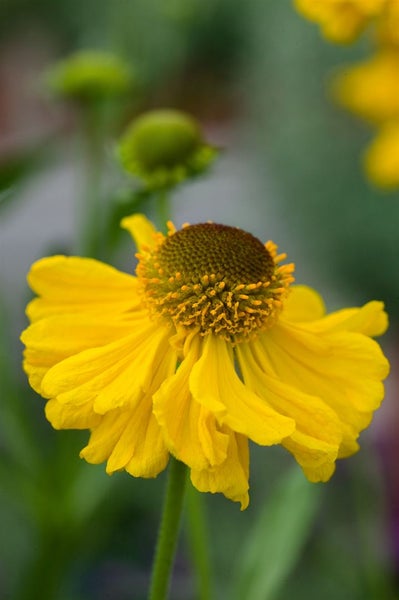 Helenium bigelovii 'The Bishop', Sonnenbraut, gelb, ca. 11x11 cm Topf