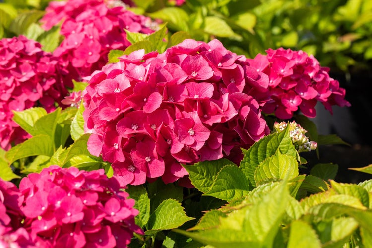 Nahaufnahme von rosa Hortensienblüten mit grünen Blättern