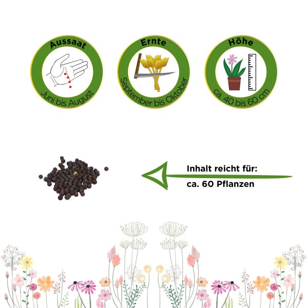 Pak Choi Samen von Deine Gartenwelt
