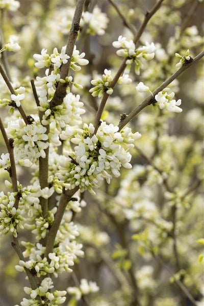 Cercis chinensis 'Shirobana', Judasbaum, weiß-rosa Blüten, 60–80 cm
