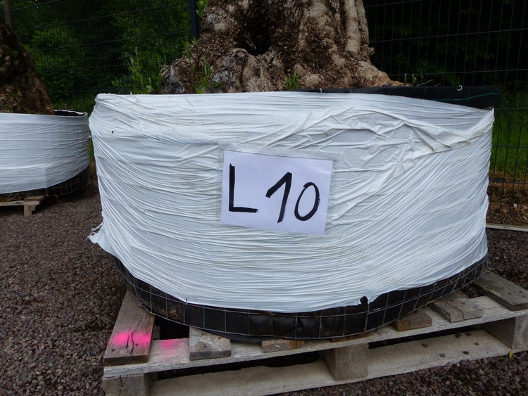 genau dieser Baum L10 Olivenbaum 240 cm, knorrige alte urige Olive winterhart