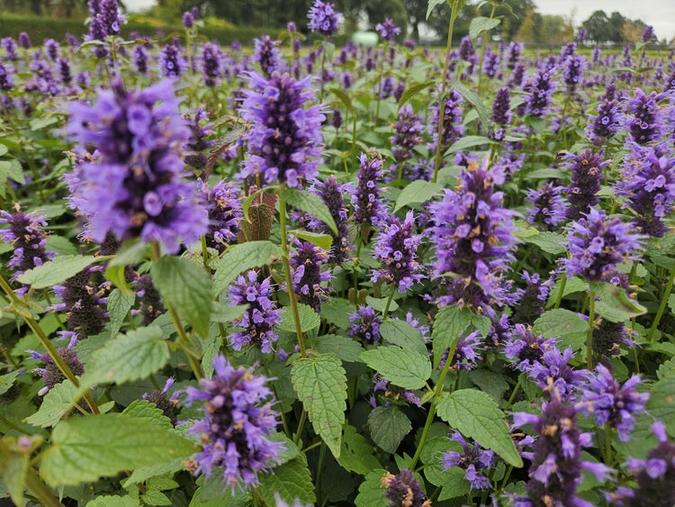 Blühende Duftnessel Agastache mit aufrechten violetten Blütenähren und grünen Blättern in einem Beet.