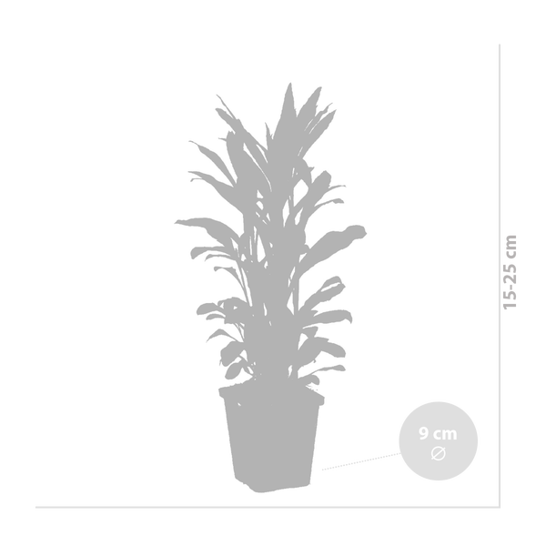 Zimmerpflanze im Topf, Höhe 15 bis 25 Zentimeter, Topfdurchmesser 9 Zentimeter.