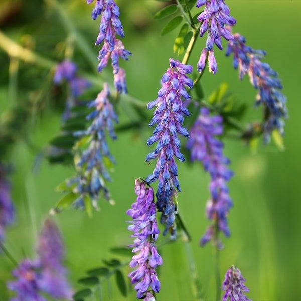 Nahaufnahme von Acker-Wickenblüten