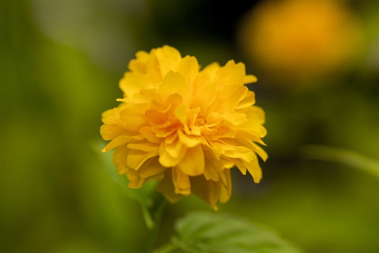 Kerria japonica 'Pleniflora', Ranunkelstrauch, gelb, 40–60 cm