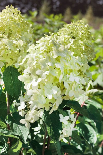 Hydrangea paniculata 'Phantom', Rispenhortensie, cremeweiß, 40–60 cm