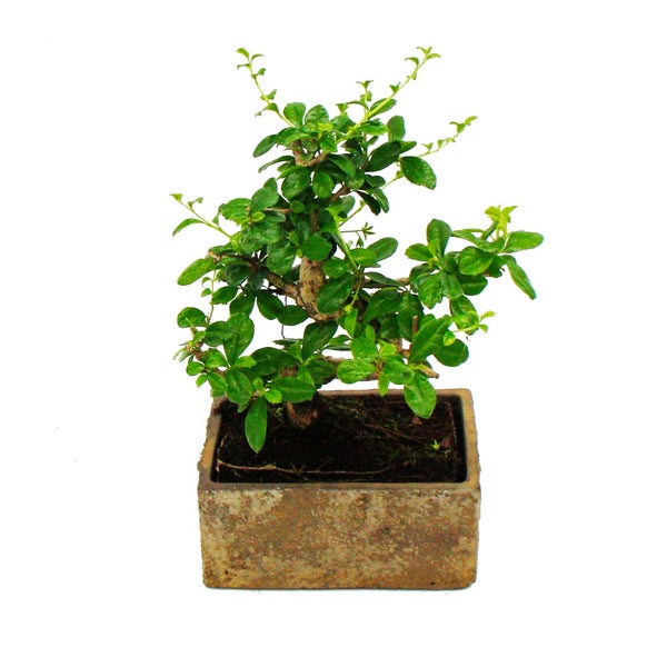 Bonsai fürs Zimmer - in moderner Trendkeramik - Zimmerbonsai Carmona - 6 Jahre alt - Steinoptik