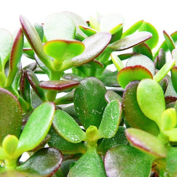 Crassula portulacea minor - Pfennigbaum - im 8,5cm Topf